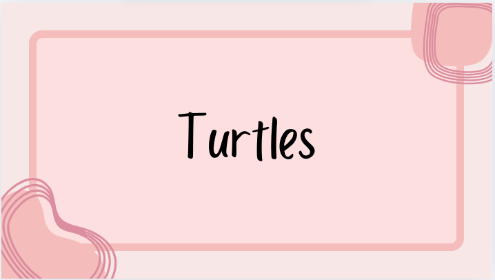 Turtle's
